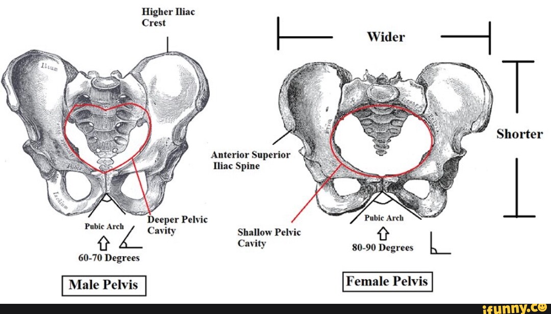 Deeper Pelvic Wider Pubie Arch Cavity Shallow Pelvic Cavity 80 90 Degrees 60 70 Male Pelvis 