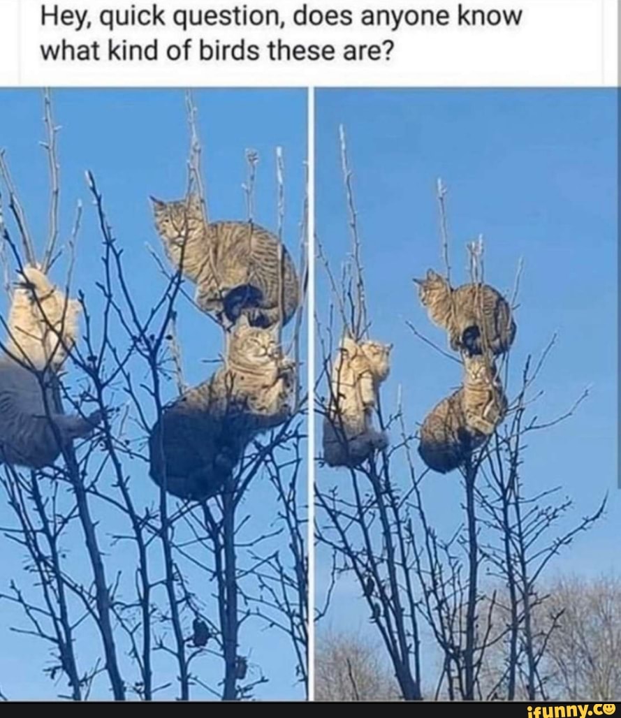 Hey, quick question, does anyone know
what kind of birds these are?