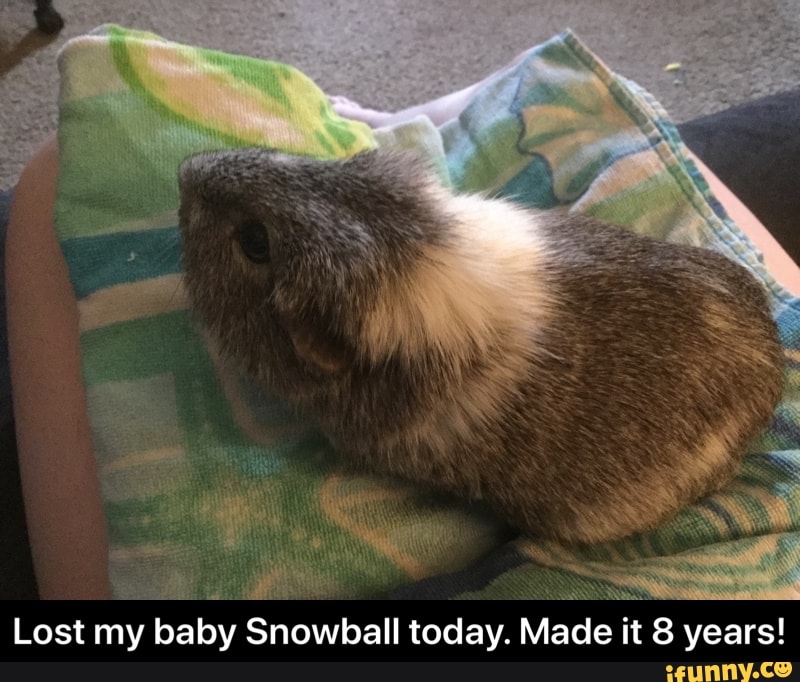Lost my
baby: Snowball
today.
Made it ts
years! - Lost my baby Snowball today. Made it 8 years!