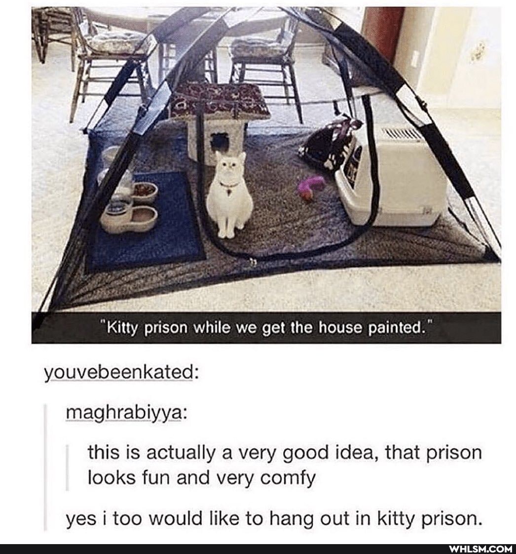 "Kitty prison while we get the house painted."
youvebeenkated: maghrabiyya:
this is actually a very good idea, that prison looks fun and very comfy
yes i too would like to hang out in kitty prison.