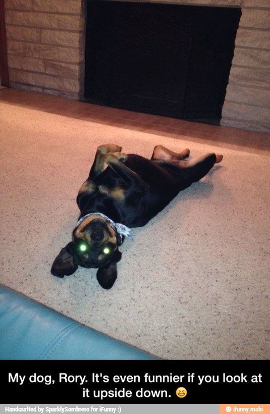 My dog, Rory. It's even funnier if you look at
it upside down. O - My dog, Rory. It's even funnier if you look at it upside down. π