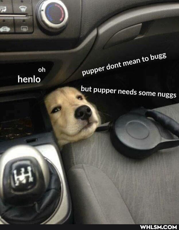 oh pupe henlo
Hut pupper needs some