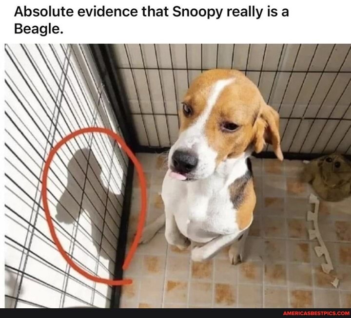 Absolute evidence that Snoopy really is a
Beagle.