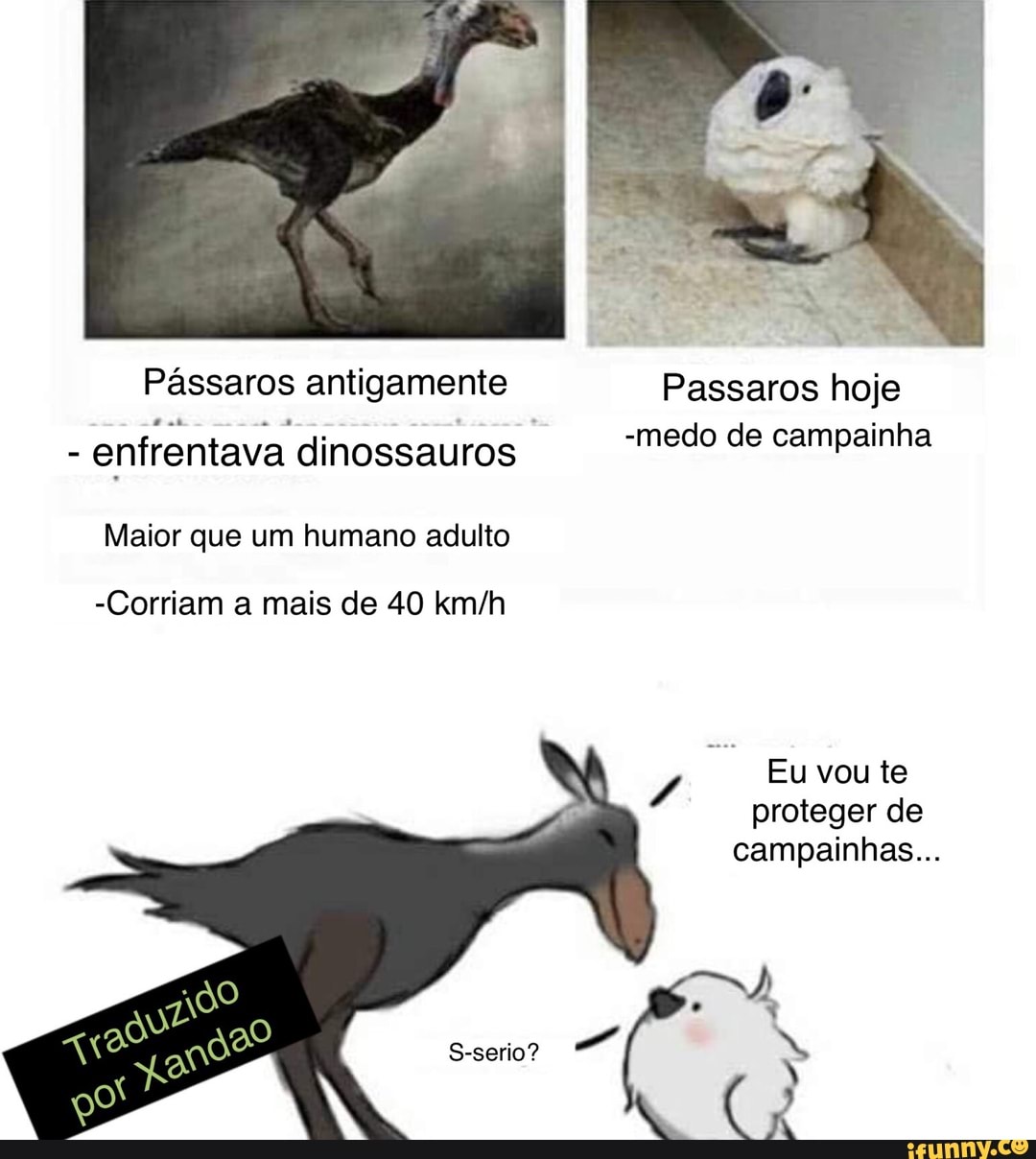 Pássaros antigamente Passaros hoje
- enfrentava dinossauros -medo de campainha
Maior que um humano adulto
-Corriam a mais de 40
/ Eu vou te proteger de campainhas...
S-serio?