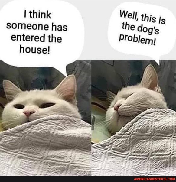 ! think Well, this is someone has the dog's entered the Problem: house!
