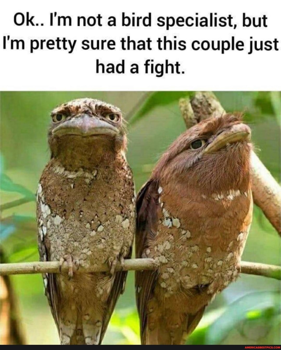 Ok.. I'm not a bird specialist, but
I'm pretty sure that this couple just had a fight.