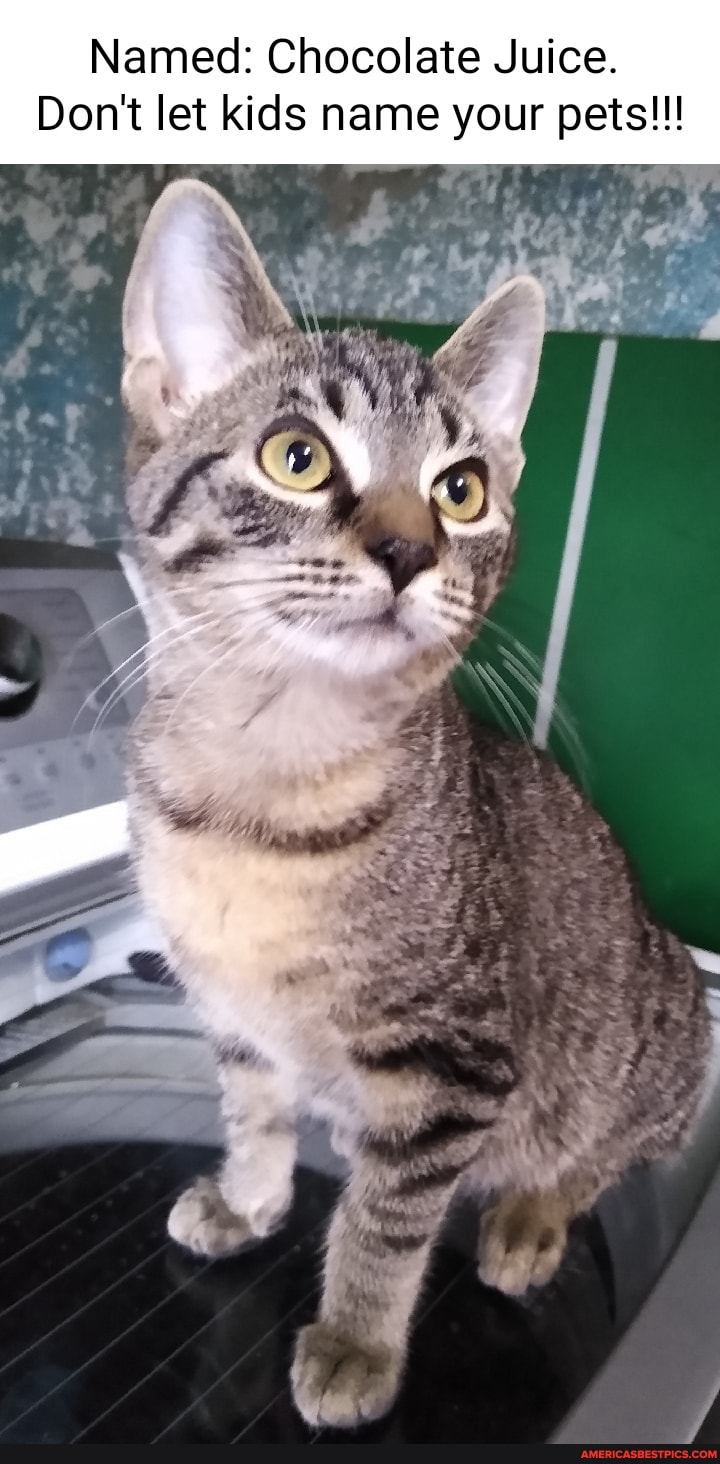 Named: Chocolate Juice.
Don't let kids name your pets!!!