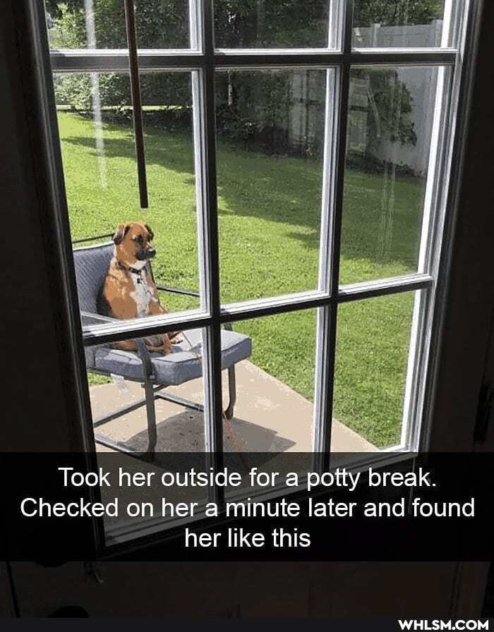 Took her outside for a potty break.
Checked on her a minute later and found her like this