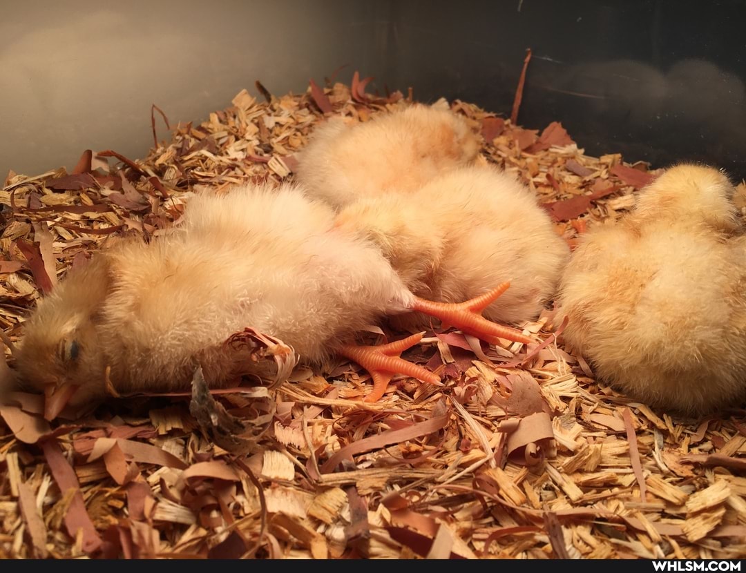 chicken, baby_animals, birbs