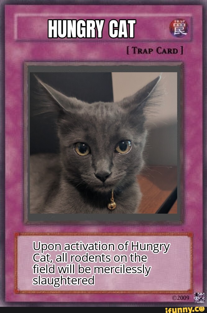 hungry cat meme