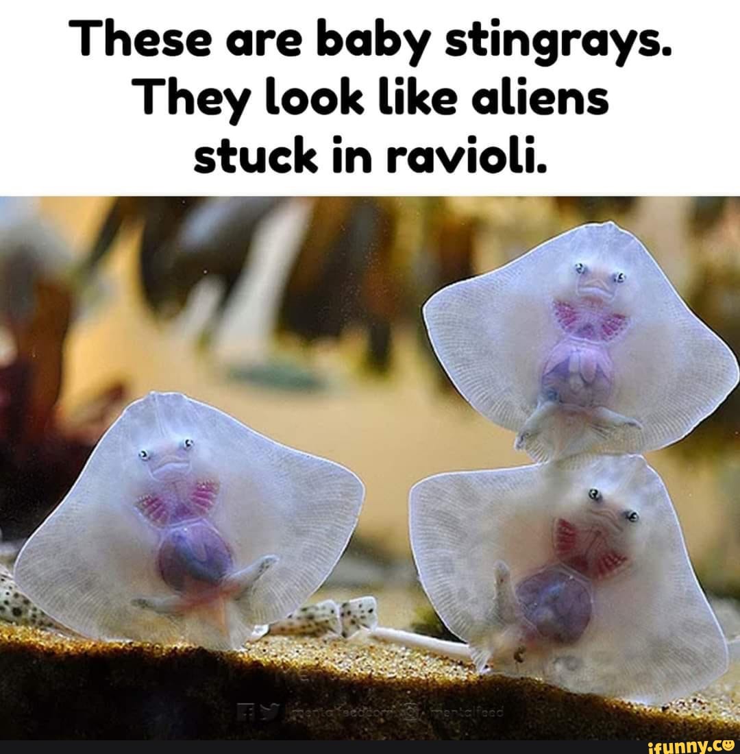 These are baby stingrays. They look like aliens stuck in ravioli. - iFunny