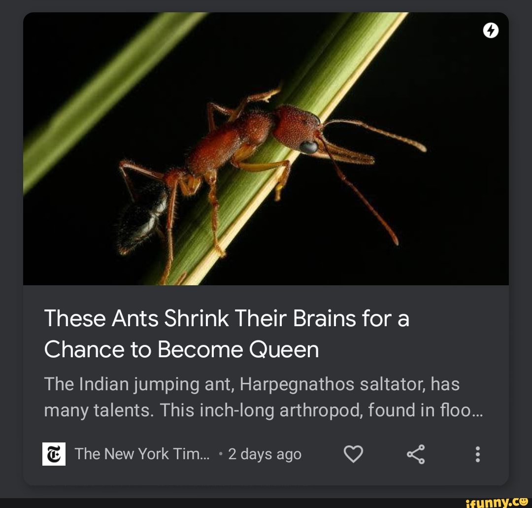 These Ants Shrink Their Brains for a
Chance to Become Queen
The Indian jumping ant, Harpegnathos saltator, has many talents. This inch-long arthropod, found in floo...
The New York Tim... 2 days ago