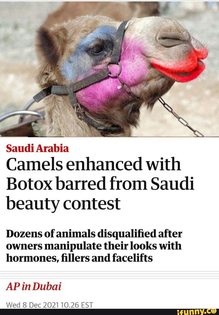 Saudi Arabia Camels Enhanced With Botox Barred From Saudi Beauty ...