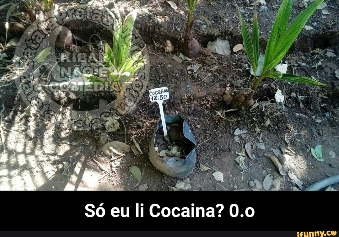 Só eu li Cocaina? 0.o