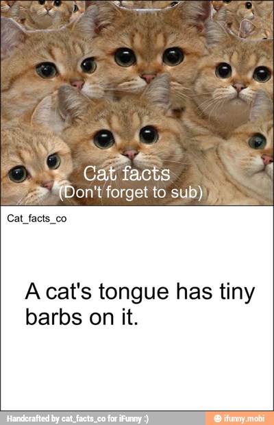 Cat facts co
A cat's tongue has tiny
barbs on it.