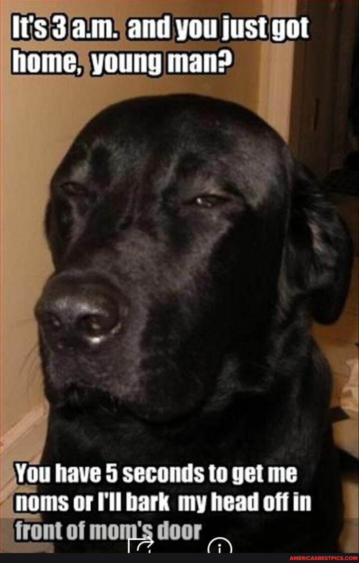 It's a.m. and you just got
home, young man?
You have 5 seconds to get me noms or l'll bark my head off in
Of mom's door
