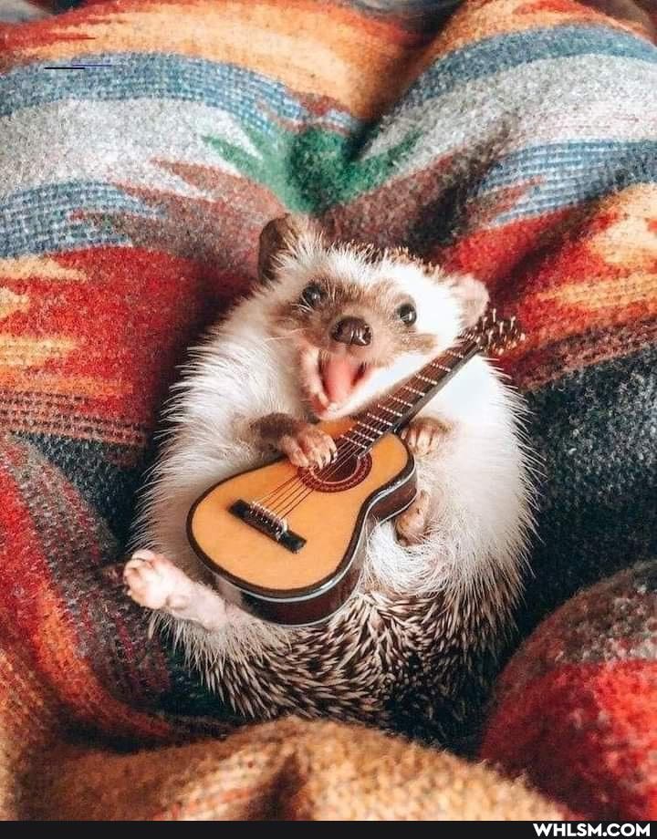 hedgehog, happy, wholesome