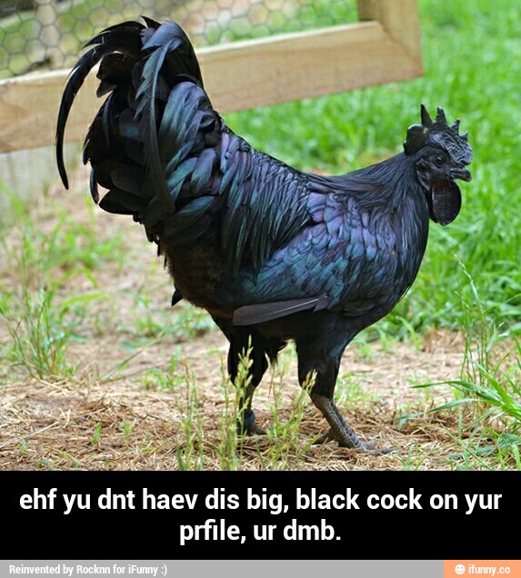 dis b black cock
prflle, ur dmb. - ehf yu dnt haev dis big, black cock on yur prfile, ur dmb.