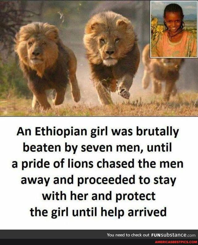 An Ethiopian girl was brutally beaten by seven men, until a pride of lions chased the men away and proceeded to stay with her and protect the girl until help arrived