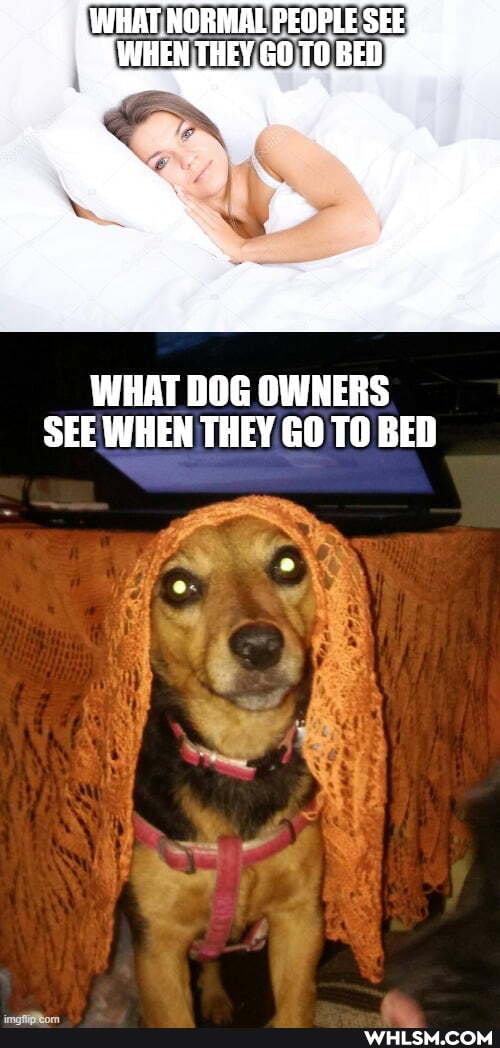 WHAT NORMAL PEOPLE SEE WHEN THEY G0.T0 BED
WHAT DOG OWNERS SEE WHEN THEY GO TO BED