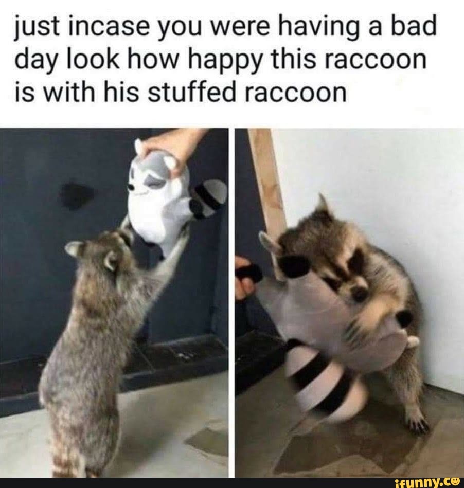 just incase you were having a bad day look how happy this raccoon is with his stuffed raccoon