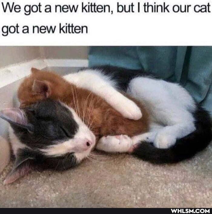We got a new kitten, but think our cat got a new kitten