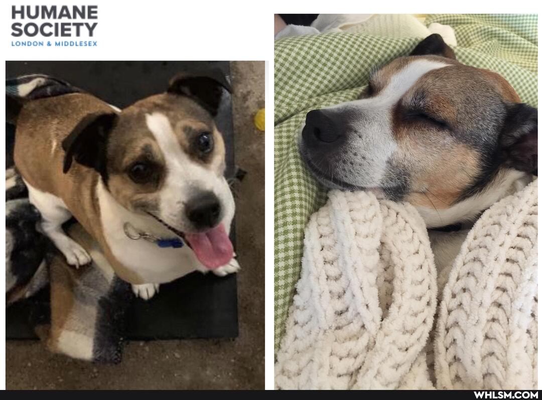 HUMANE
SOCIETY
LONDON & MIDDLESEX