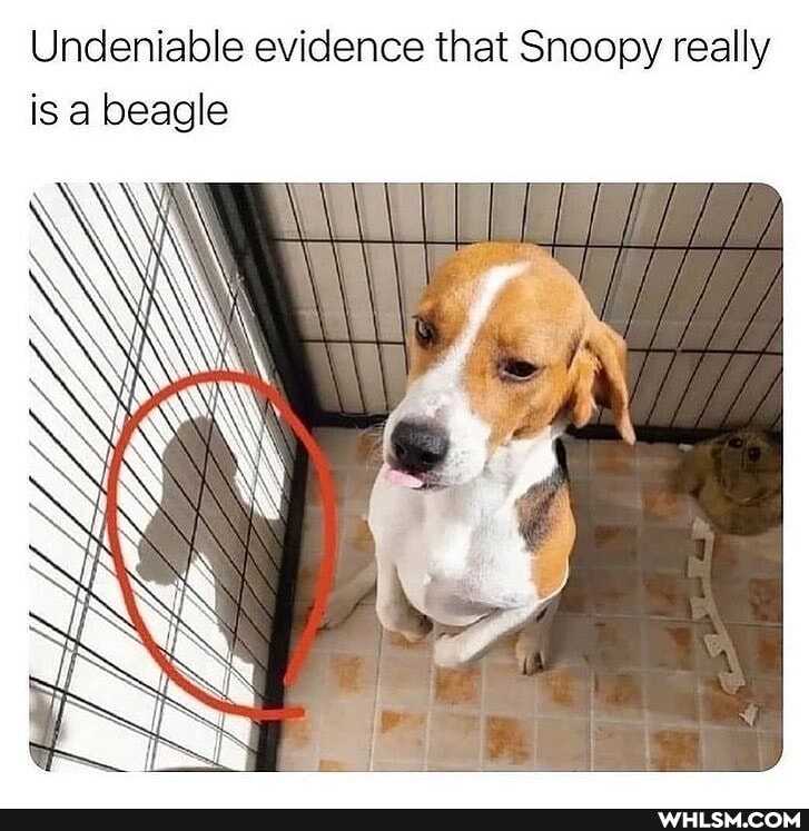 Undeniable evidence that Snoopy really is a beagle