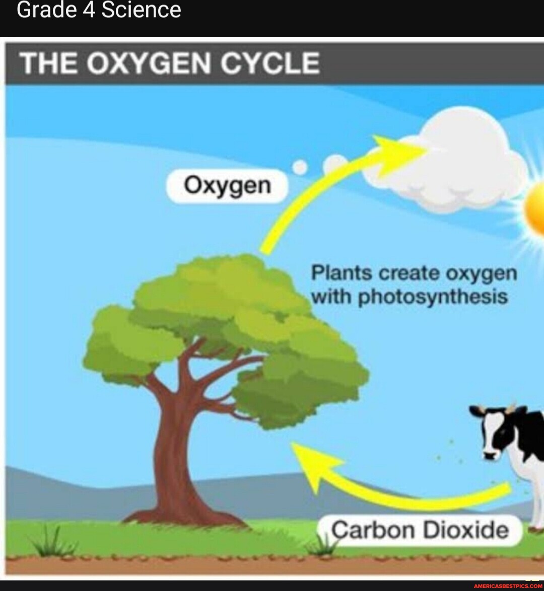 Grade 4 Science The Oxygen Cycle Oxygen Plants Create Oxygen With 