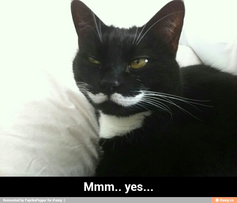 Кот собственник мем. Мем кот мое. Коты. Мой котя. Мои коты.