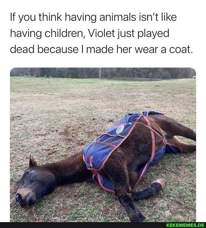If you think having animals isn't like having children, Violet just played
dead because I made her wear a coat.