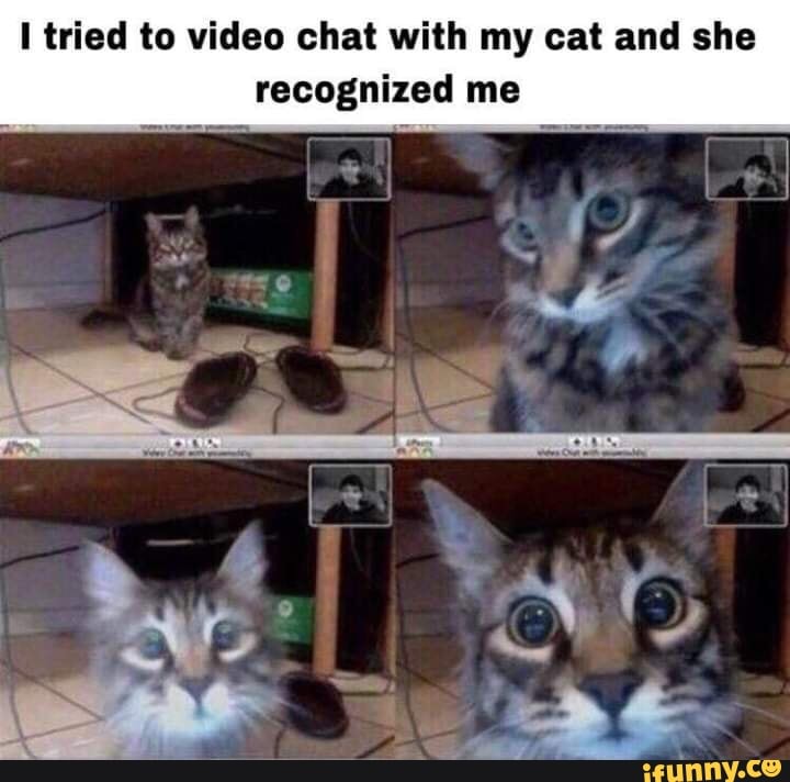 I tried to video chat with my cat and she
recognized me