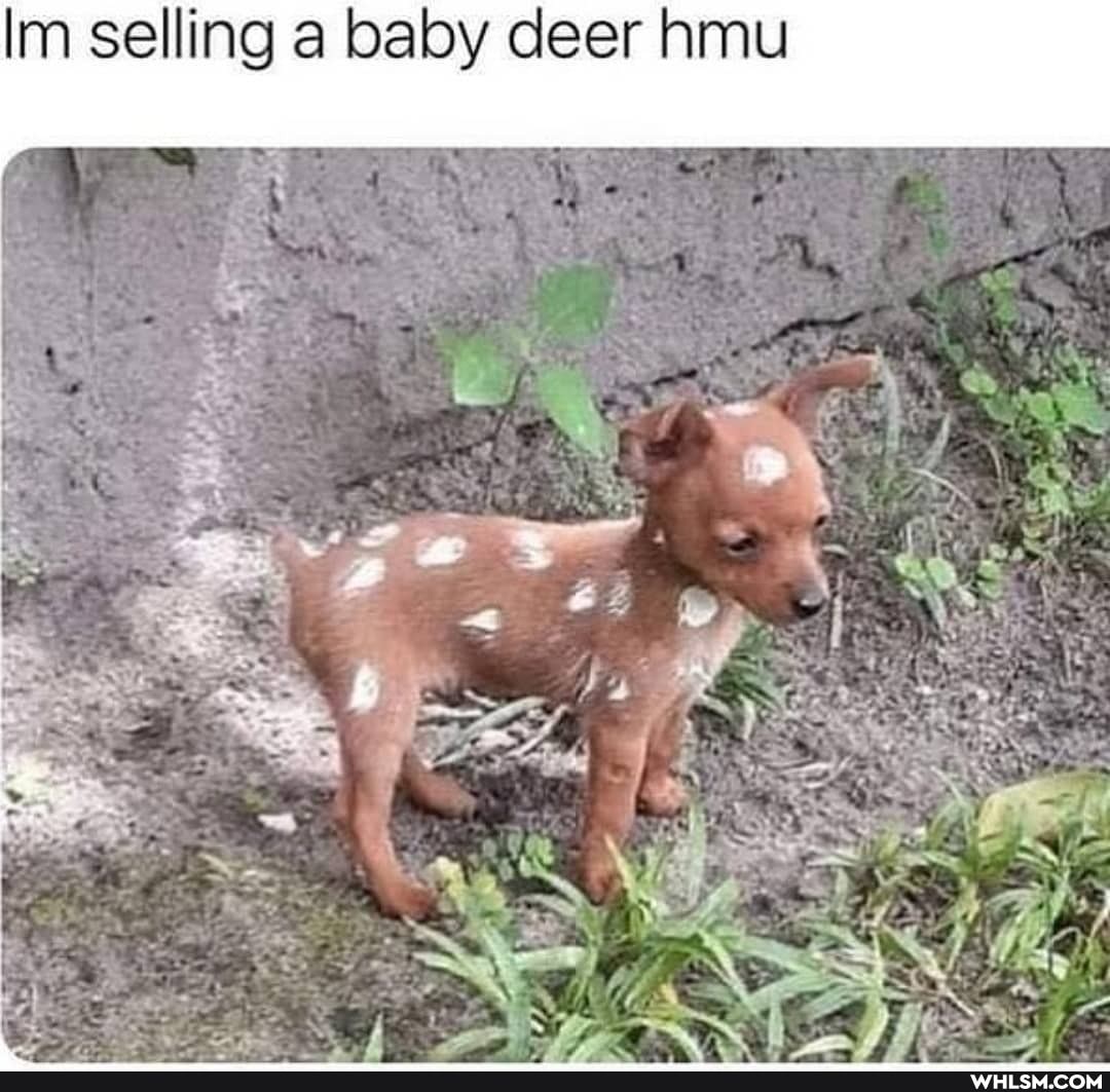 Im selling a baby deer hmu