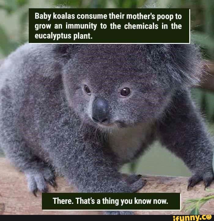 Baby koalas consume their mother's poop to grow an immunity to the