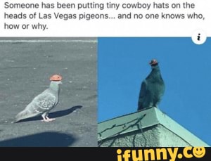 Pigeons Memes Best Collection Of Funny Pigeons Pictures On Ifunny