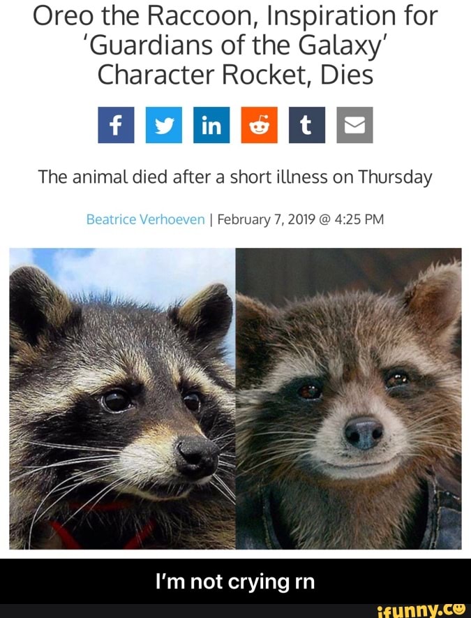 Oreo The Raccoon Inspiration For Guardians Of The Galaxy Character Rocket Dies I M Not Crying Rn Ifunny