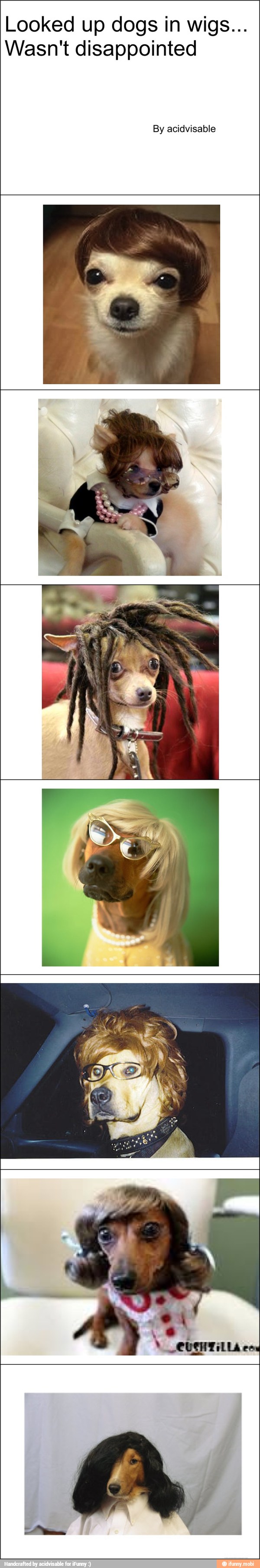 Looked up dogs in wigs...
Wasn't disappointed