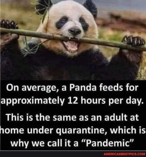 On average, a Panda feeds for approximately 12 hours per day.
This is the same as an adult at
home under quarantine, which is why wa call it a "Dandamic"