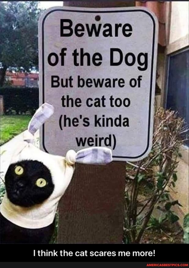 Beware of the Dog
I I But beware of the cat too
(he's kinda
weird)
I think the cat scares me more! - I think the cat scares me more!