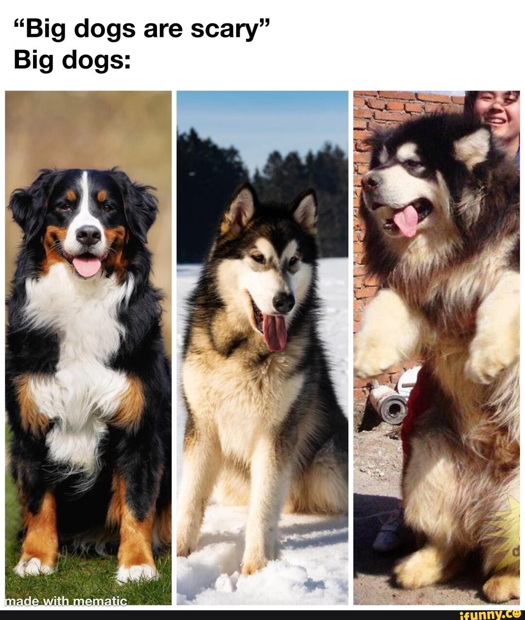 "Big dogs are scary"
Big dogs: