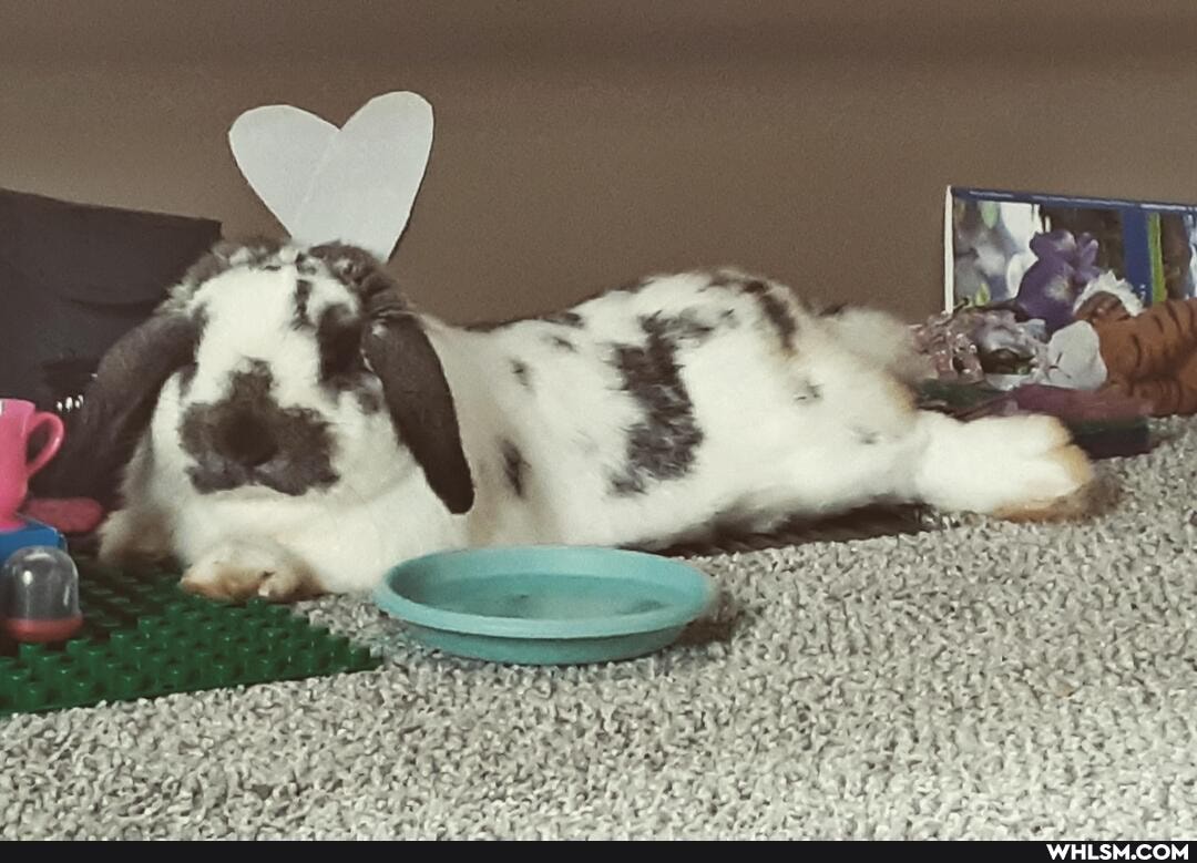 rabbit, bunny_rabbit, petrabbit, chilling