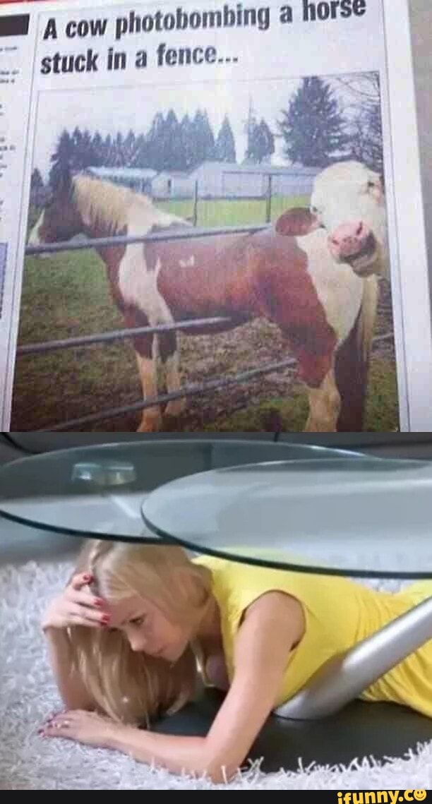 mA cow
photobombing a NOISE
stuck in a fence...