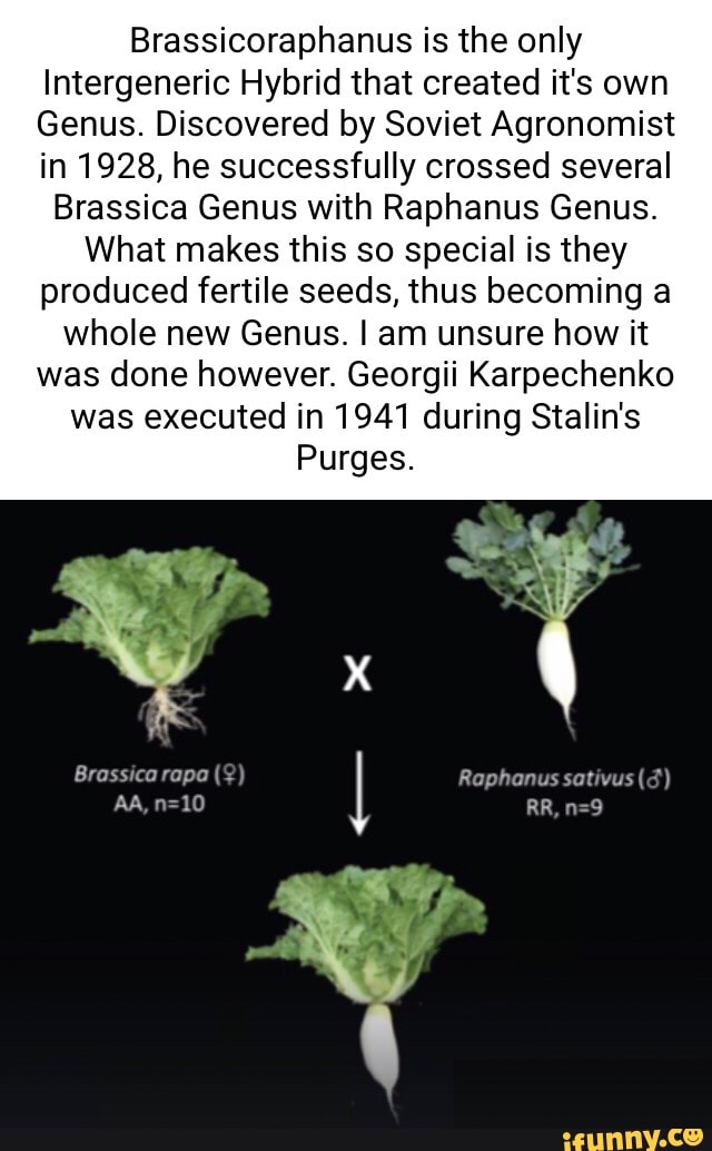 Brassicoraphanus is the only Intergeneric Hybrid that created it's own