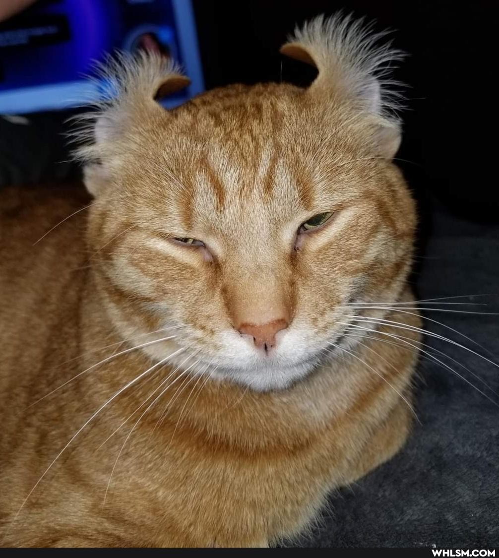 cats, funny