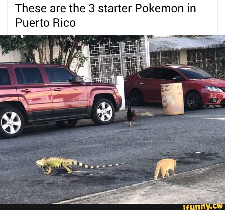 These are the 3 starter Pokemon in
Puerto Rico
