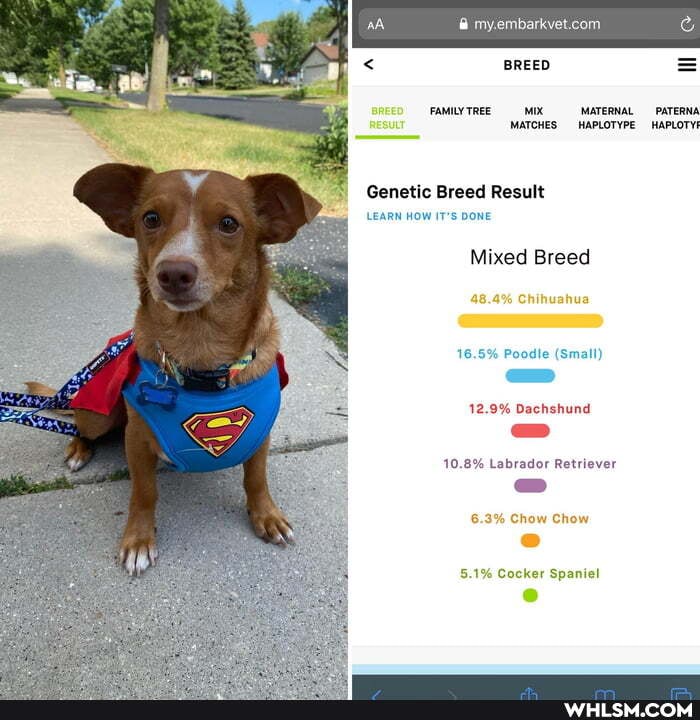 aA
< BREED =
FAMILYTREE -MATERNAL -_-PATERNA MATCHES HAPLOTYPE HAPLOTY!
Genetic Breed Result
LEARN HOW IT's DONE
Mixed Breed
48.4% Chihuahua
16.5% Poodle (Small) aS
12.9% Dachshund
10.8% Labrador Retriever
3% Chow Chow
5.1% Cocker Spaniel