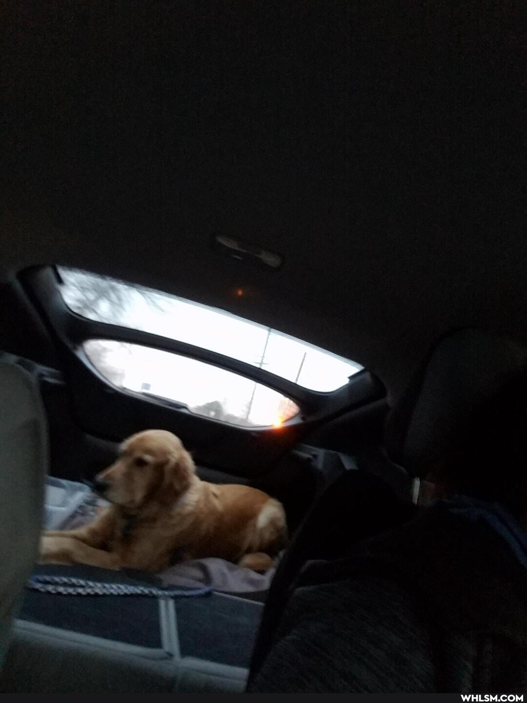 aww, cuteanimals, advice_animals, cute_animal, dog