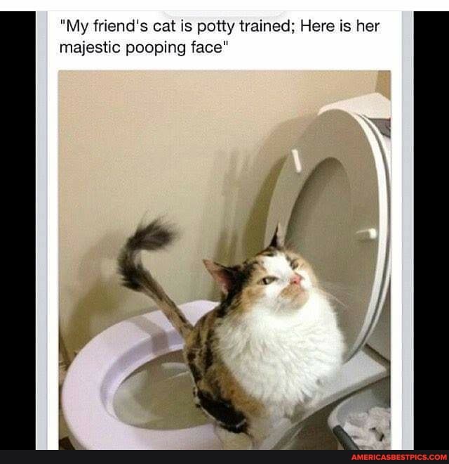 "My friend's cat is potty trained; Here is her majestic pooping face