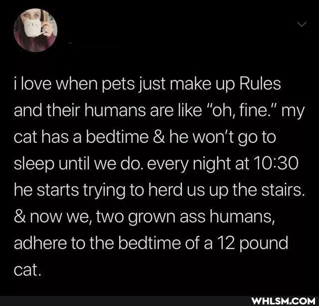 ilove when pets just make up Rules and their humans are like "oh, fine." my cat has a bedtime & he won't go to sleep until we do. every night at he starts trying to herd us up the stairs.
& now we, two grown ass humans, adhere to the bedtime of a 12 pound cat.