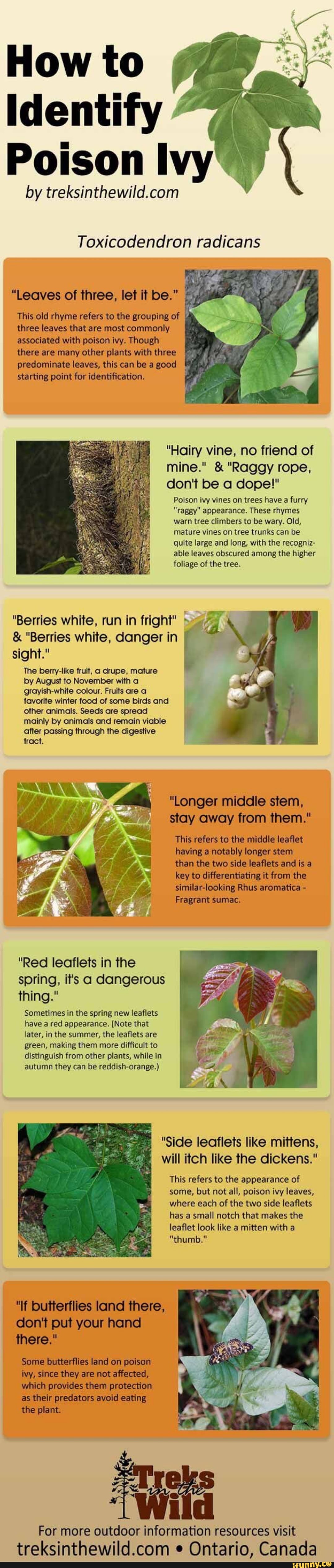 How to Identify V Poison Ivy“ by treksinthewild.com Toxicodendron